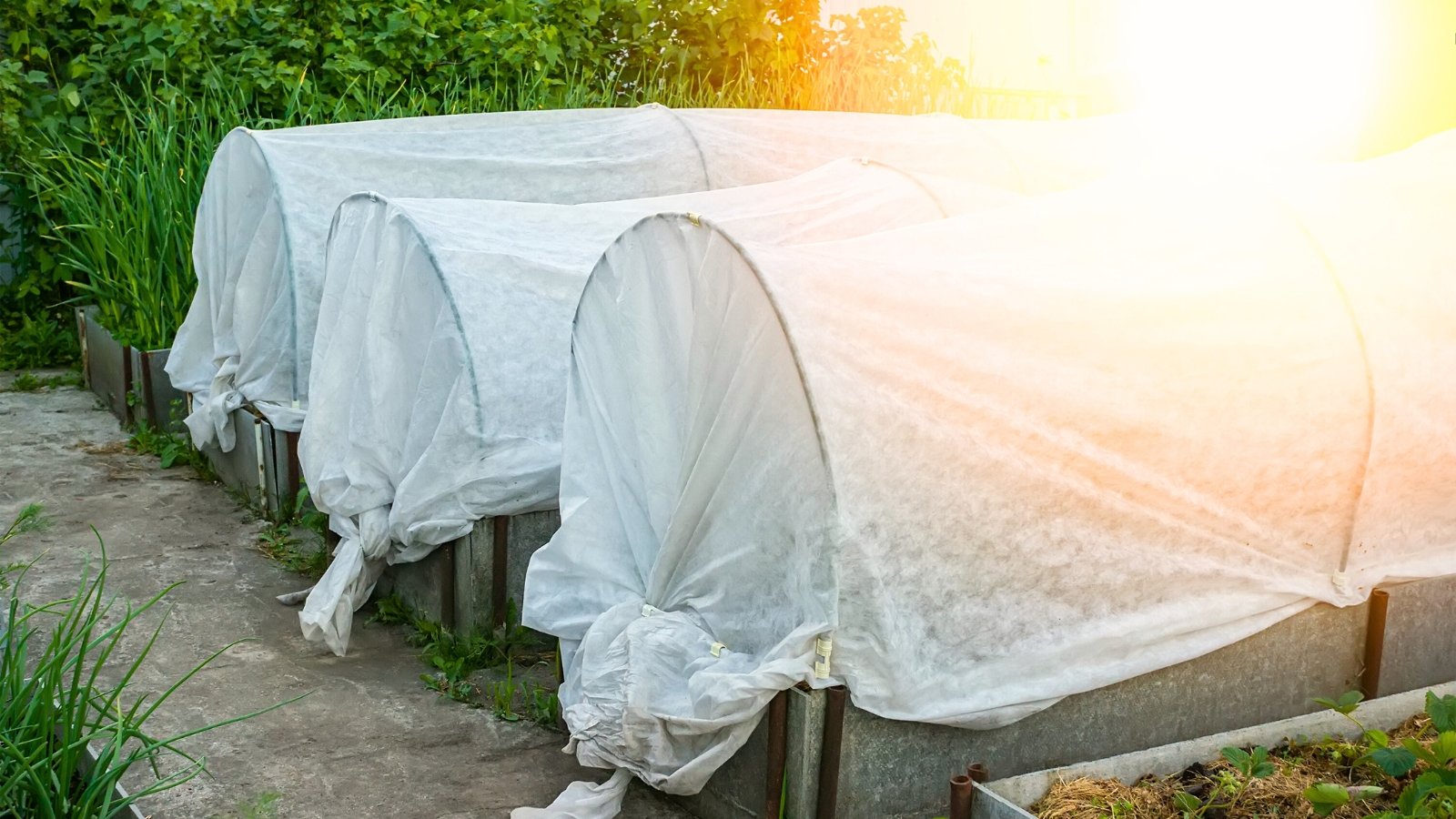 Three wooden raised beds are topped with hoop frames draped in protective row cover, sheltering ripening tomato plants beneath.