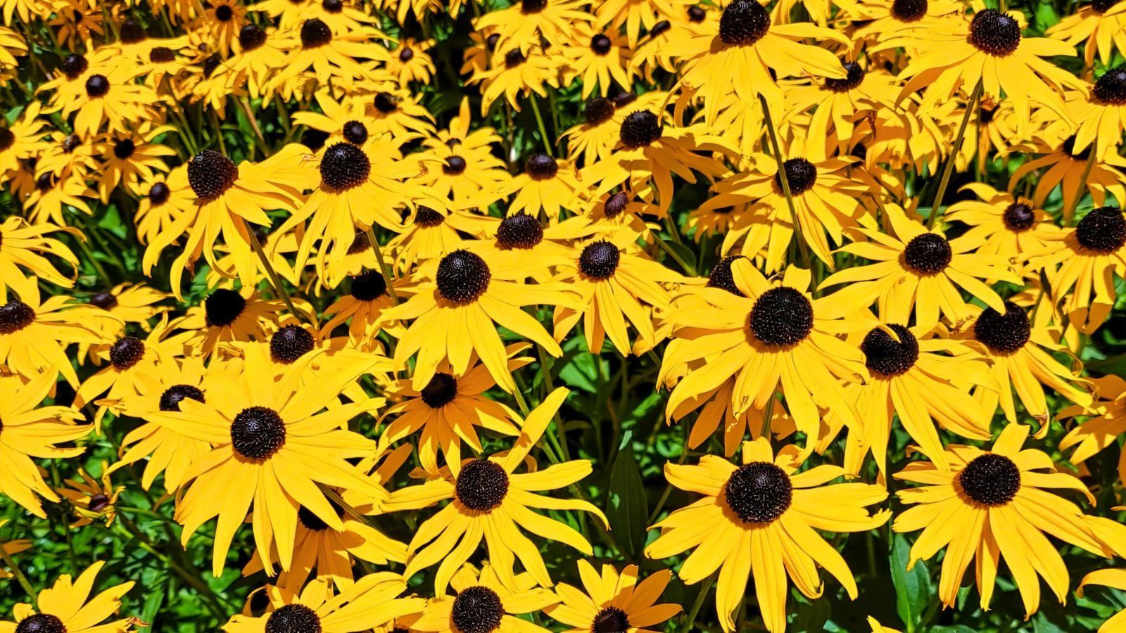 A dense group of bright yellow flowers with pointed petals and large, dark brown centers covers the entire frame.