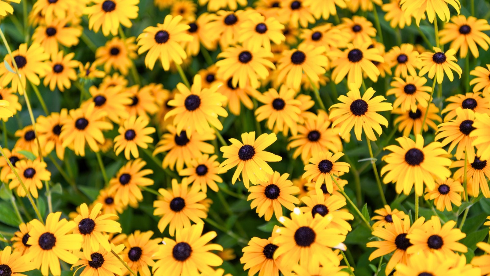 A mass of bright, cheerful yellow flowers with large, domed, dark brown to black central disks and slightly drooping petals.