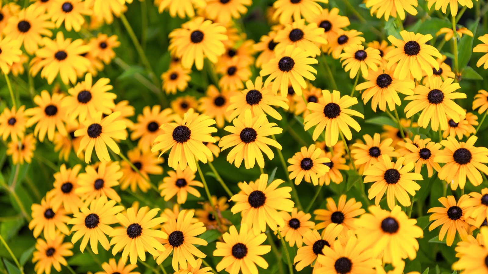A dense field of flowers with bright yellow, radiating petals and a dark brown, prominent conical center.