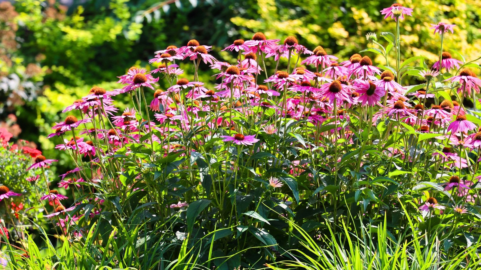 A dense group of wildflowers with broad, magenta-pink petals surrounding a prominent, spiky brown central cone.