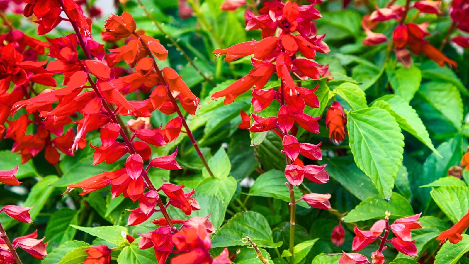 A cluster of bright red tubular flowers and buds with small, pointed petals arranged on slender stems with green leaves.
