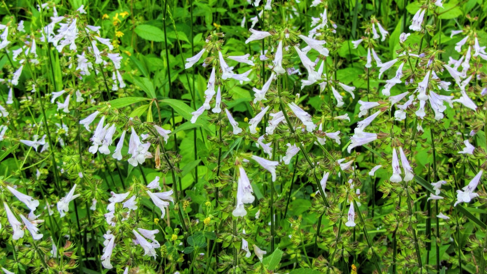 Clumps of green basal leaves with tall spikes bearing small purple-blue flowers in bloom.