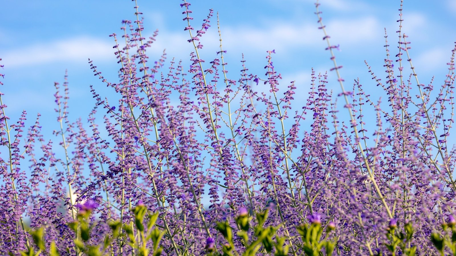 Upright spires of small, violet-purple flowers with fuzzy calyxes rise against a clear blue sky.