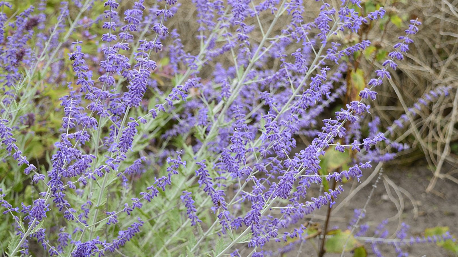 A cluster of upright, slender stems with tiny, light purple flowers and fuzzy, silver-green leaves.