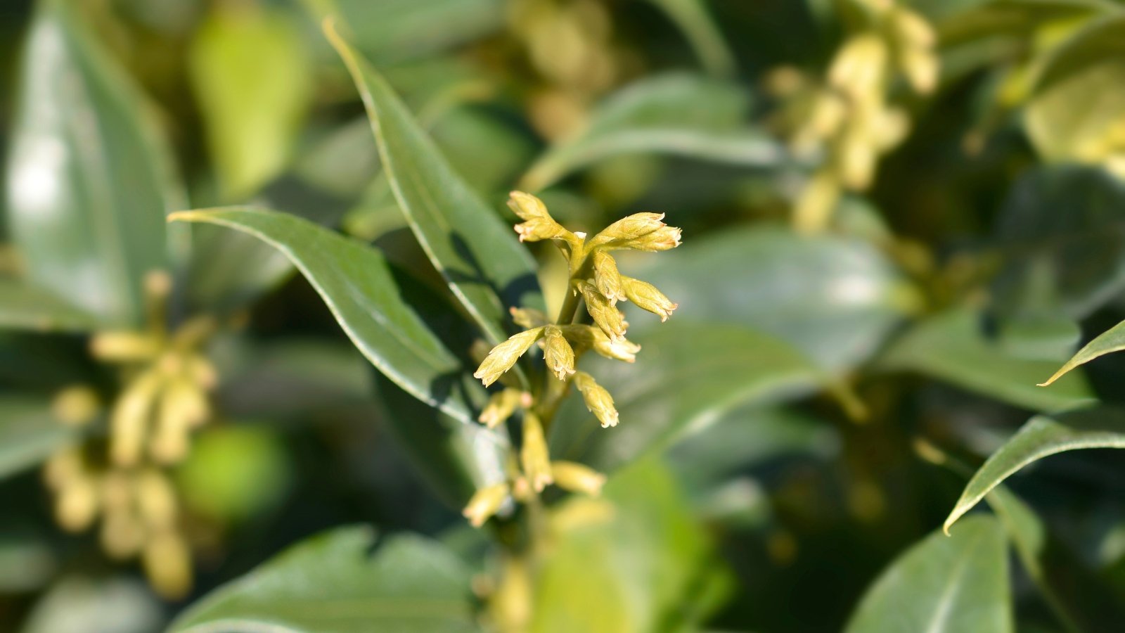 Small, spiky, yellowish-green buds and tiny, three-lobed flowers emerge from the leaf nodes of a woody stem.