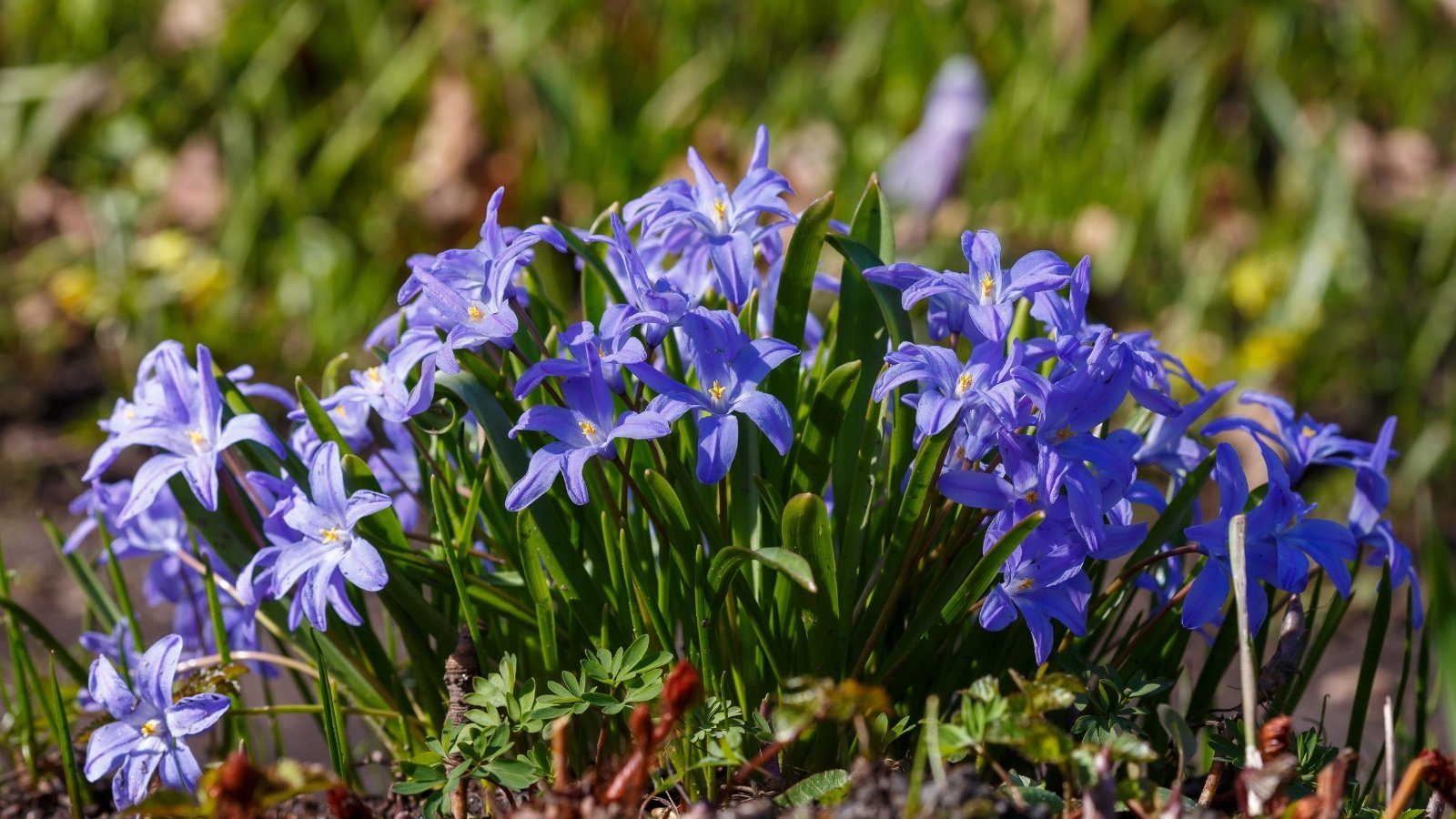 Clusters of star-shaped, vivid blue flowers bloom on slender green stems above narrow, grass-like leaves.