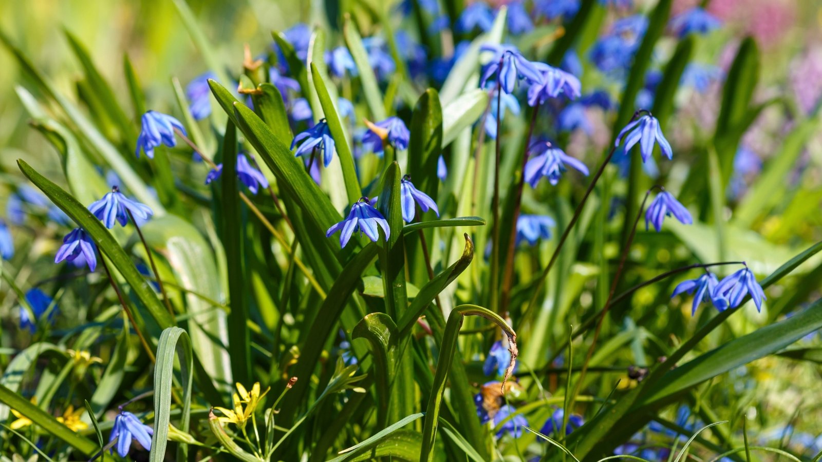 Small, bell-shaped cobalt blue flowers bloom in clusters on short, slender stems above narrow, grass-like green leaves.