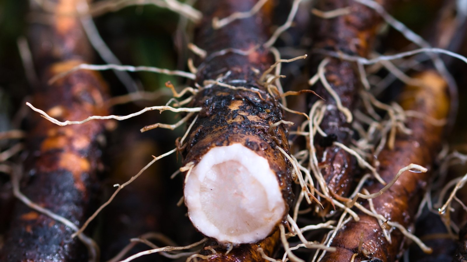 A close-up of thick, cylindrical roots with dark, nearly black, shaggy bark and a clean-cut end revealing a creamy white interior.