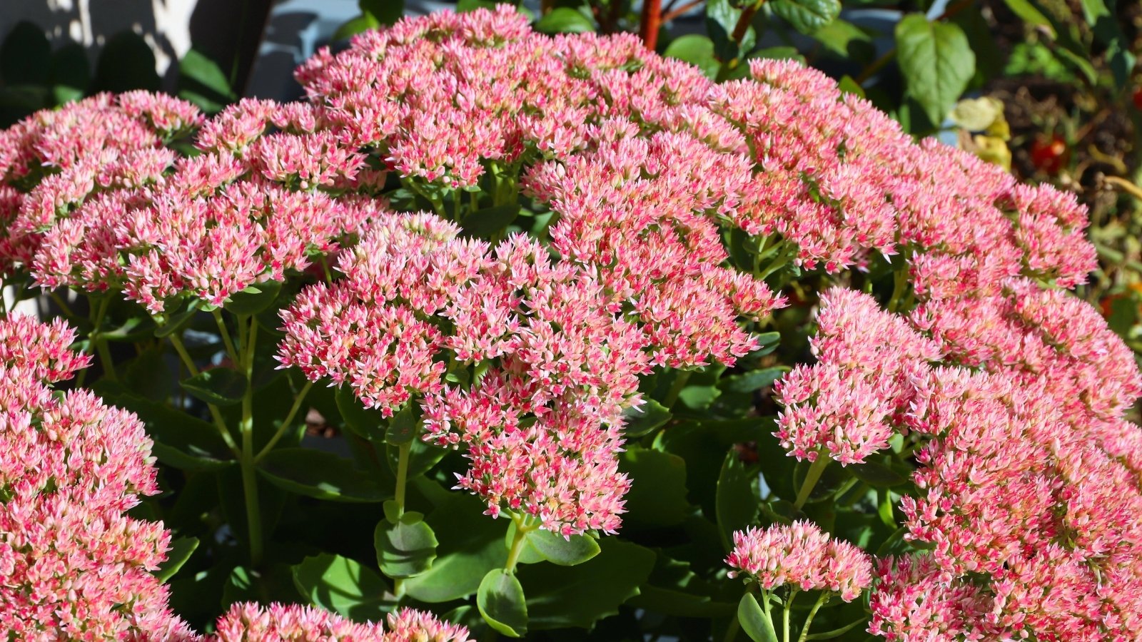 A wide cluster of tiny pink star-shaped flowers covering a broad, flat head with thick green leaves visible below.
