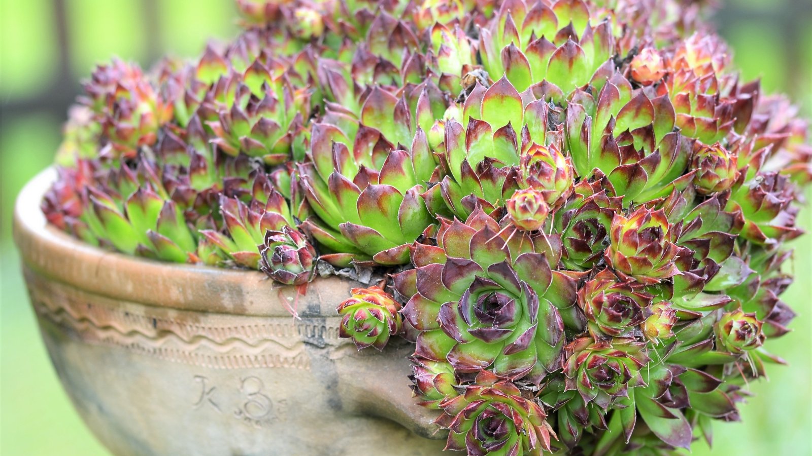 Succulent with rosettes of thick, pointed, green leaves tinged with red, trailing gracefully from a large terracotta pot.