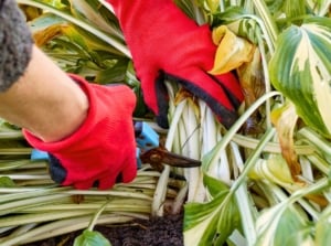 Close-up of a gardener's hands wearing red gloves with blue pruning shears, trimming a hosta plant, showing the process of September garden cleanup.