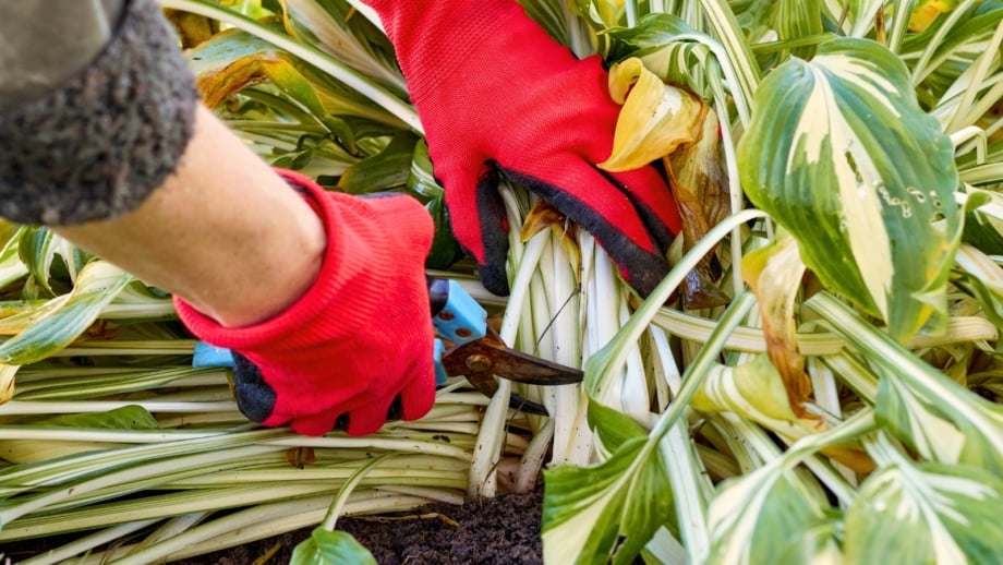 Close-up of a gardener's hands wearing red gloves with blue pruning shears, trimming a hosta plant, showing the process of September garden cleanup.