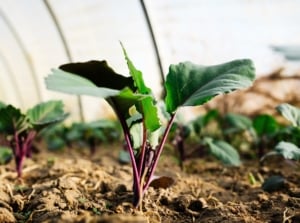 Close-up of a young red kohlrabi plant growing in a greenhouse among September greenhouse crops.
