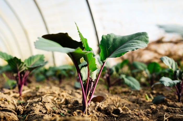 Close-up of a young red kohlrabi plant growing in a greenhouse among September greenhouse crops.