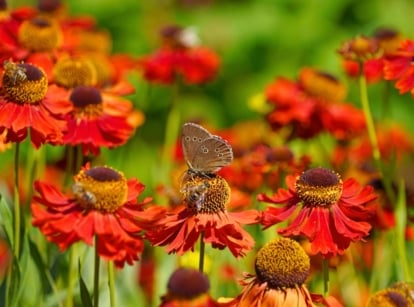 Vibrant red-orange blooms sway in the garden as bees and a butterfly gather nectar, showcasing native pollinator plants to plant in September.