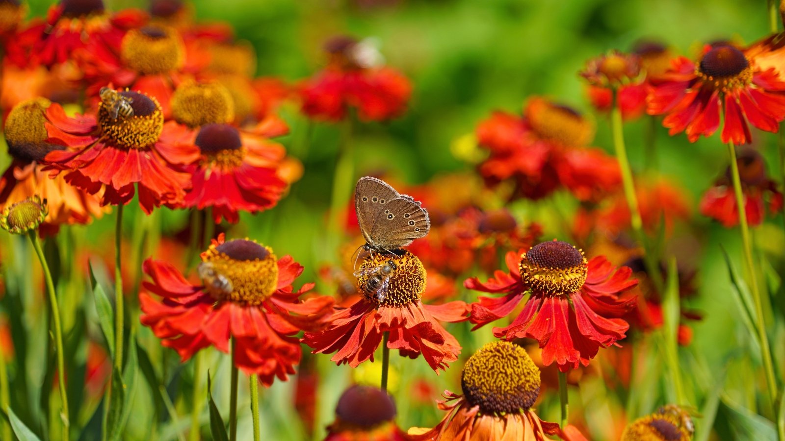 Vibrant red-orange blooms sway in the garden as bees and a butterfly gather nectar, showcasing native pollinator plants to plant in September.