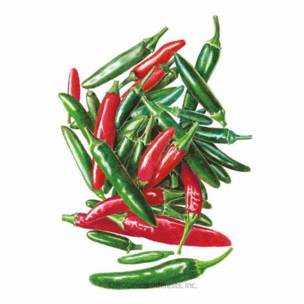Serrano Chile Pepper