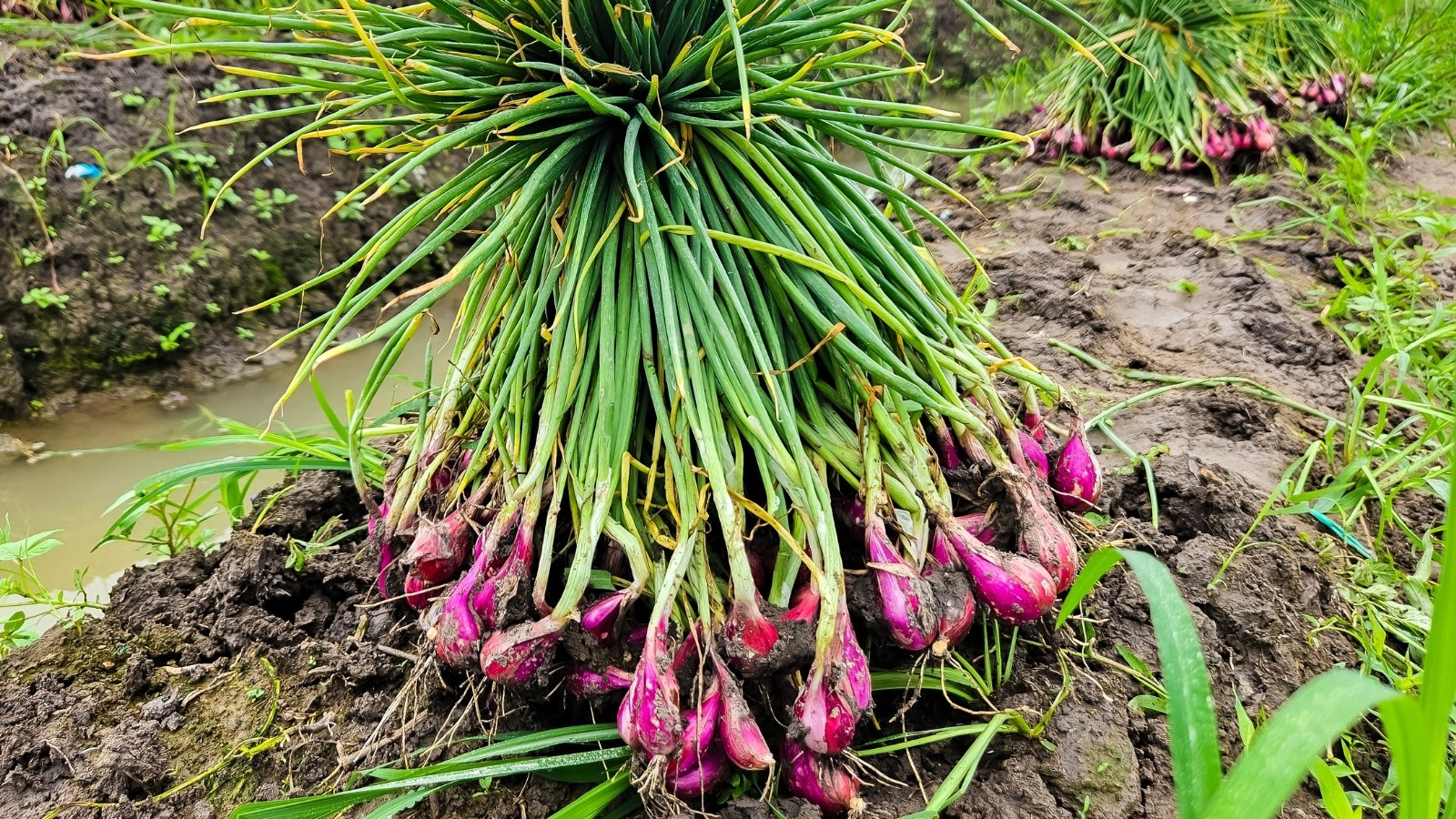 A large, freshly harvested bunch of shallot plants with smooth, elongated, reddish-purple bulbs, long green stems, and slender, tubular leaves lying together.