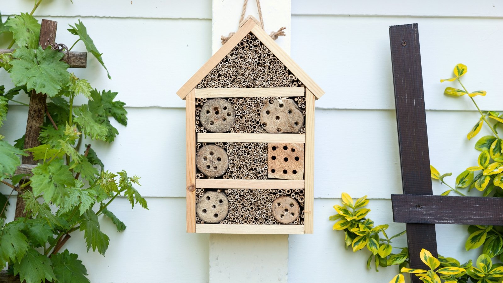Wooden insect shelter hanging on a wall, surrounded by green plants, with small compartments and tubes for nesting.