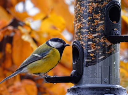 Sparrow eating seeds from a bird feeder on a tree in an autumn garden, part of a colorful fall bird garden scene.