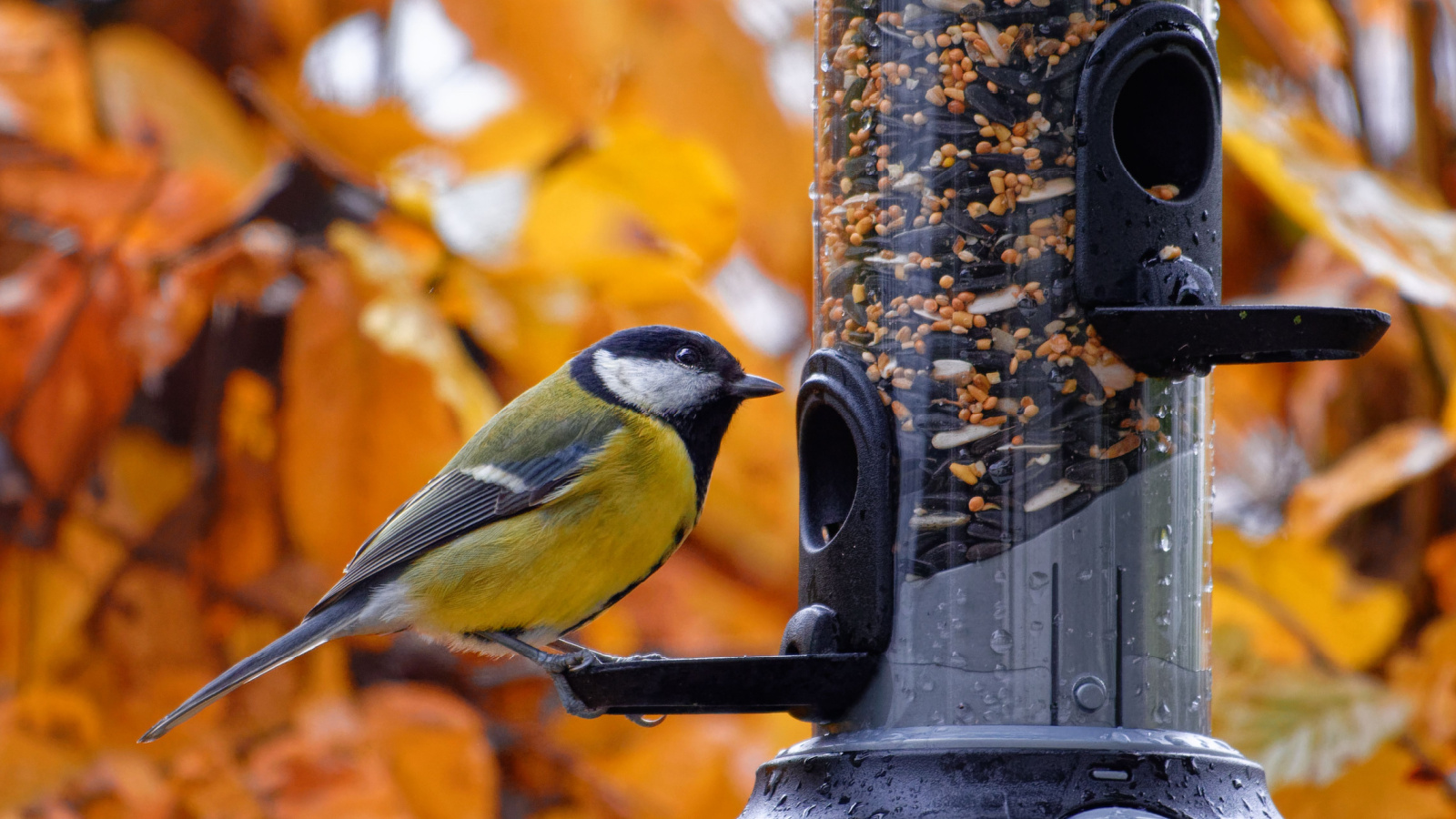Sparrow eating seeds from a bird feeder on a tree in an autumn garden, part of a colorful fall bird garden scene.