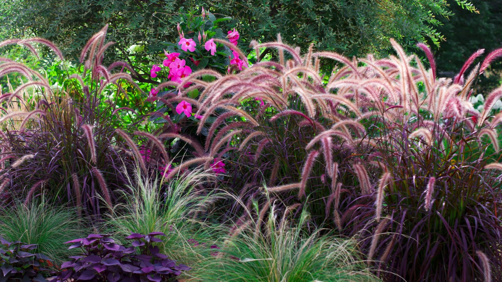 Purple fountain grass beckoning one into a mesmerizing gardenscape! Sweet potato vine, blackie, ipomoea batas, Mexican feather grass, Nassella tenuissima and Japanese Variegated ornamental willow tree