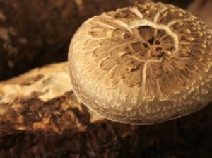 Large portobello mushroom top visible above garden soil.