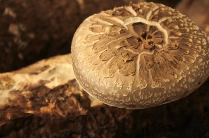 Large portobello mushroom top visible above garden soil.