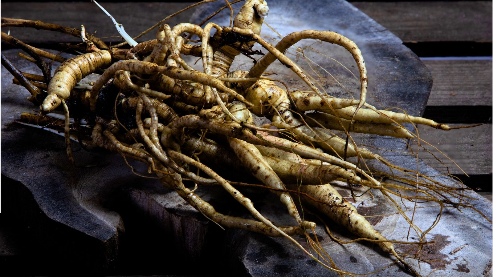 A dense cluster of slender, light tan, knobby roots tapering to thin, tangled rootlets and showing a few small, pale sprouts.