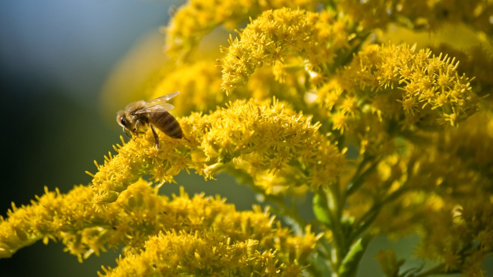A small bee perched on bright yellow goldenrod blossoms, collecting pollen from the clustered flowers.