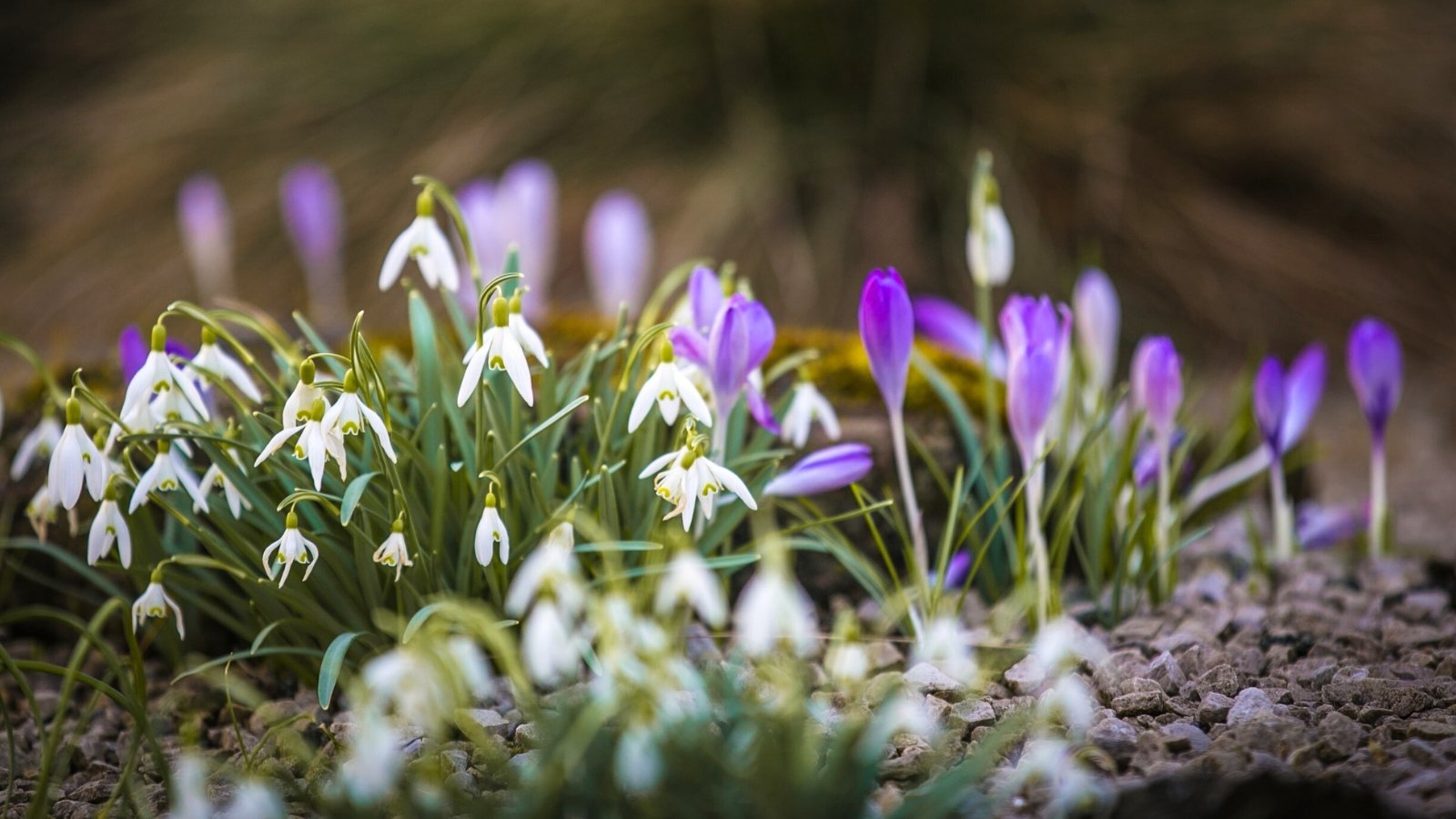 Delicate white snowdrop flowers with drooping petals bloom alongside vibrant purple crocuses with cup-shaped petals, both rising from slender green leaves.