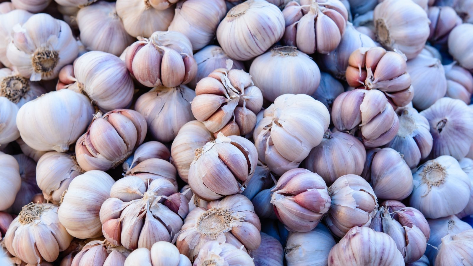 A background filled with numerous softneck garlic bulbs, each with smooth white-pinkish papery skins.