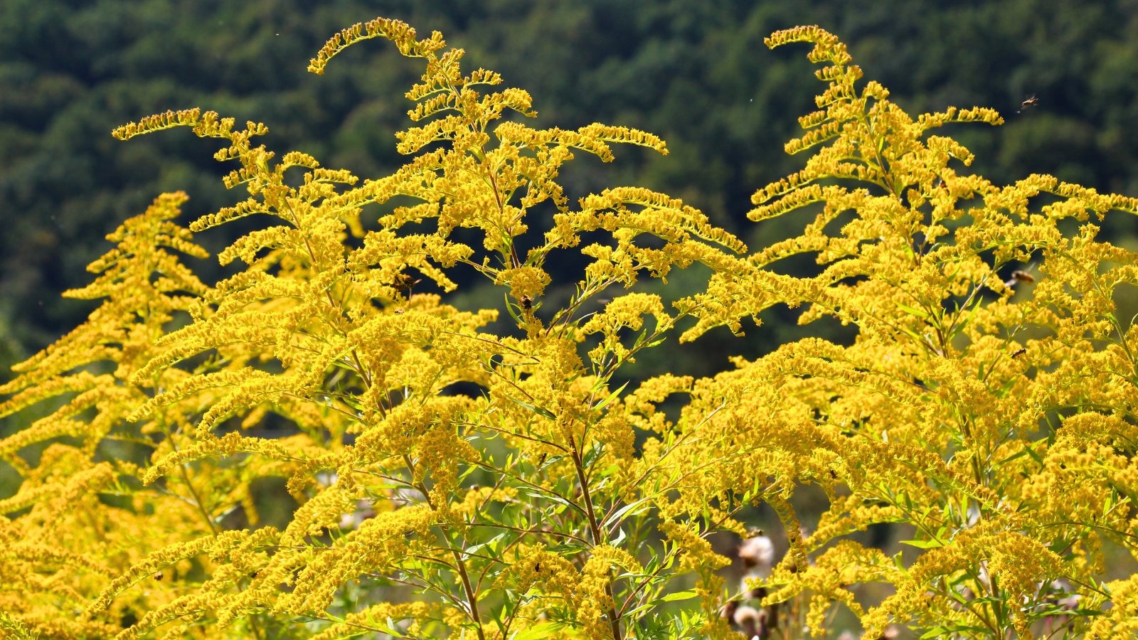Large, plume-like clusters of tiny, brilliant golden-yellow flowers rising from sturdy green stems.