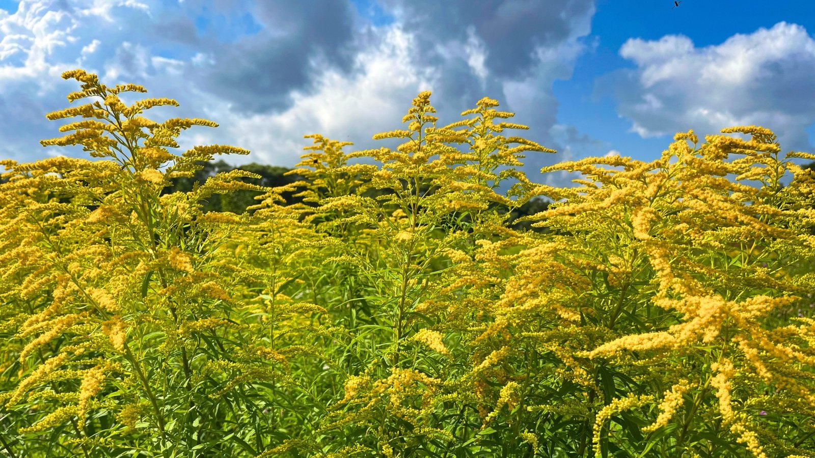 Dense plumes of tiny, bright yellow flowers grow on upright green stems under a cloudy blue sky.
