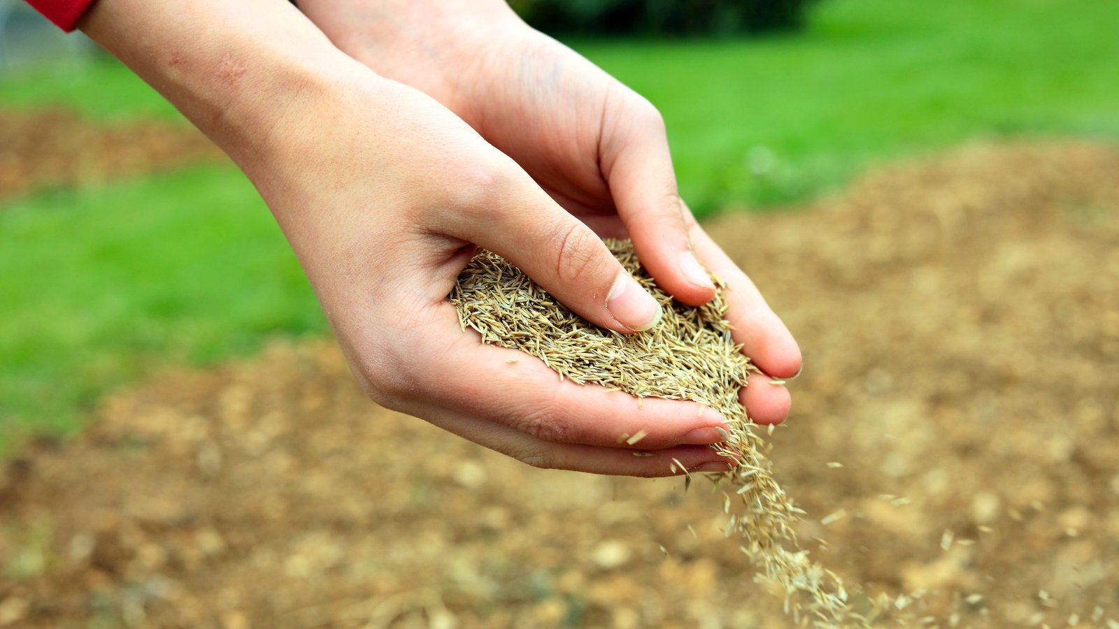 Close-up of a woman's hands scattering small grass seeds evenly over loose soil while sowing by hand.
