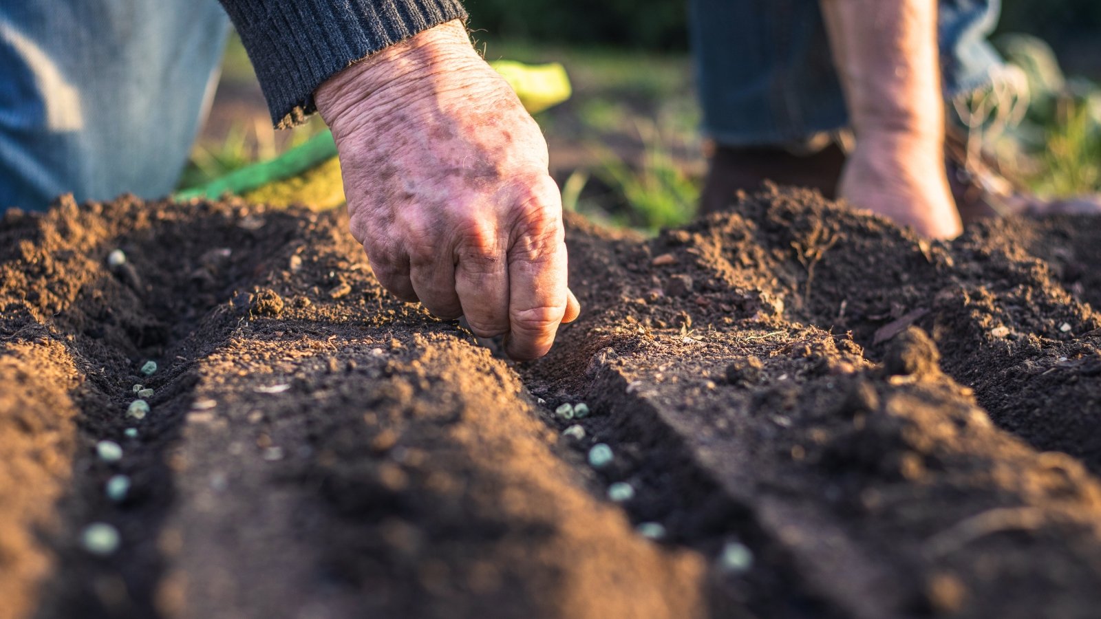 An elderly man sows small, round pea seeds into loose, dark brown soil in his garden.