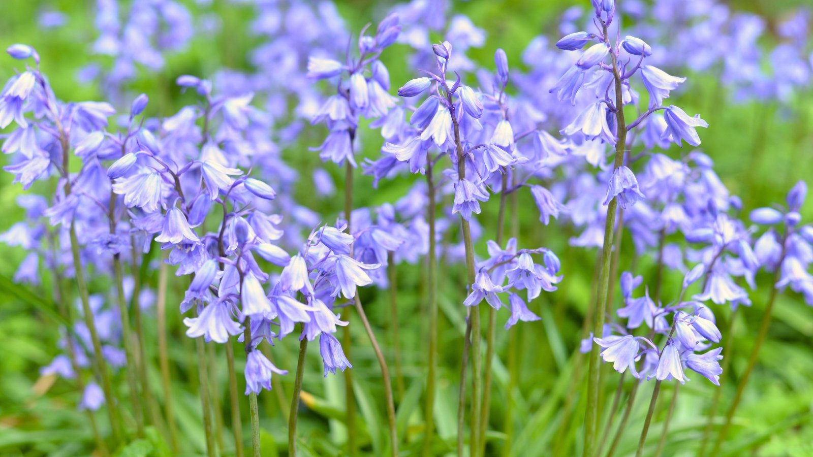 Clusters of tubular, vibrant blue flowers hang along slender, arching stems above strap-shaped green leaves, creating a dense spring display.