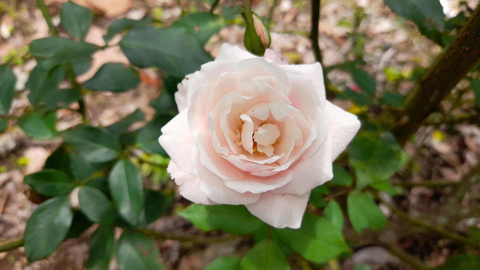 A single, centered blush pink flower with a pale outer ring and a soft pink inner section, surrounded by waxy green leaves.