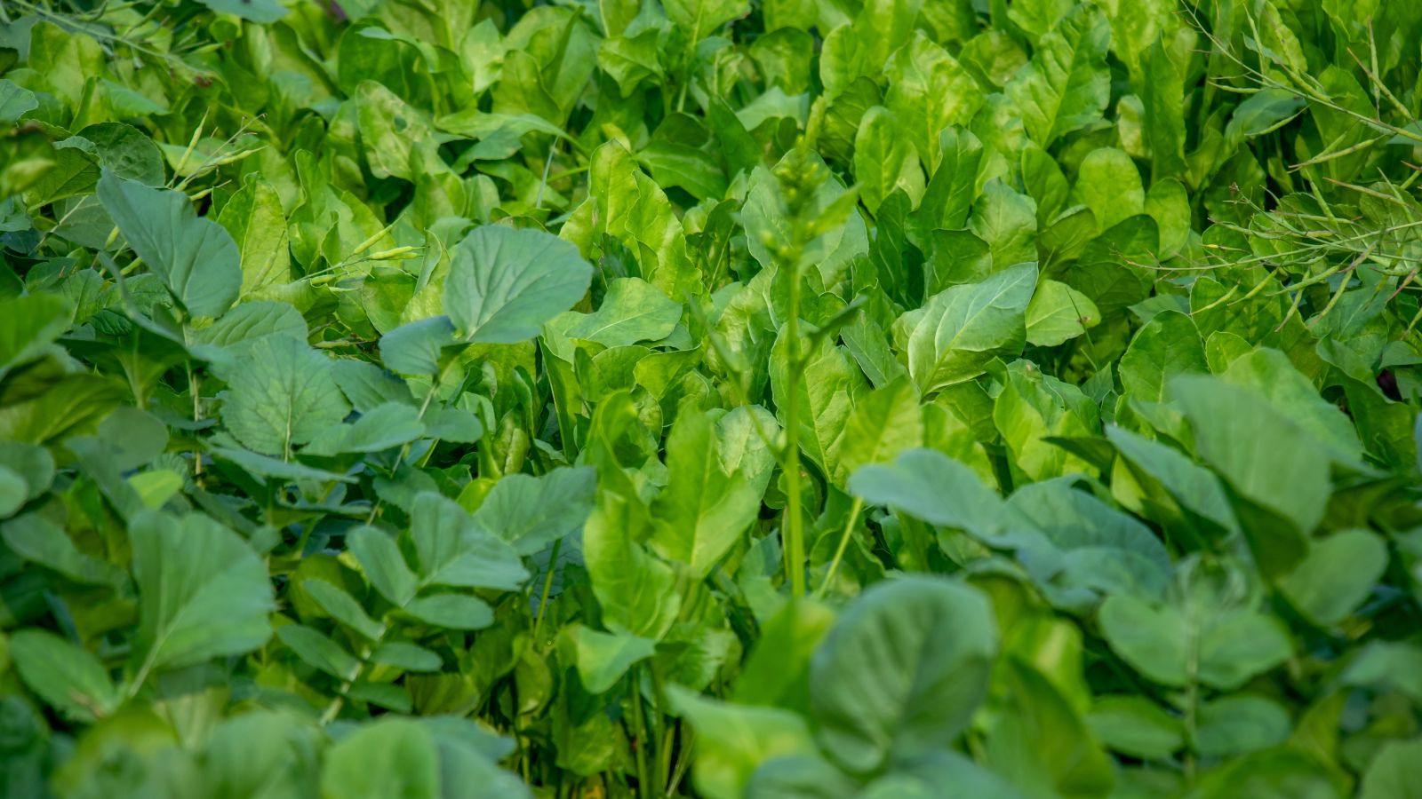 A close-up shot of a large composition of leafy green crops, showcasing Spinach, Radish, and Mustard, all developing in a well lit area outdoors