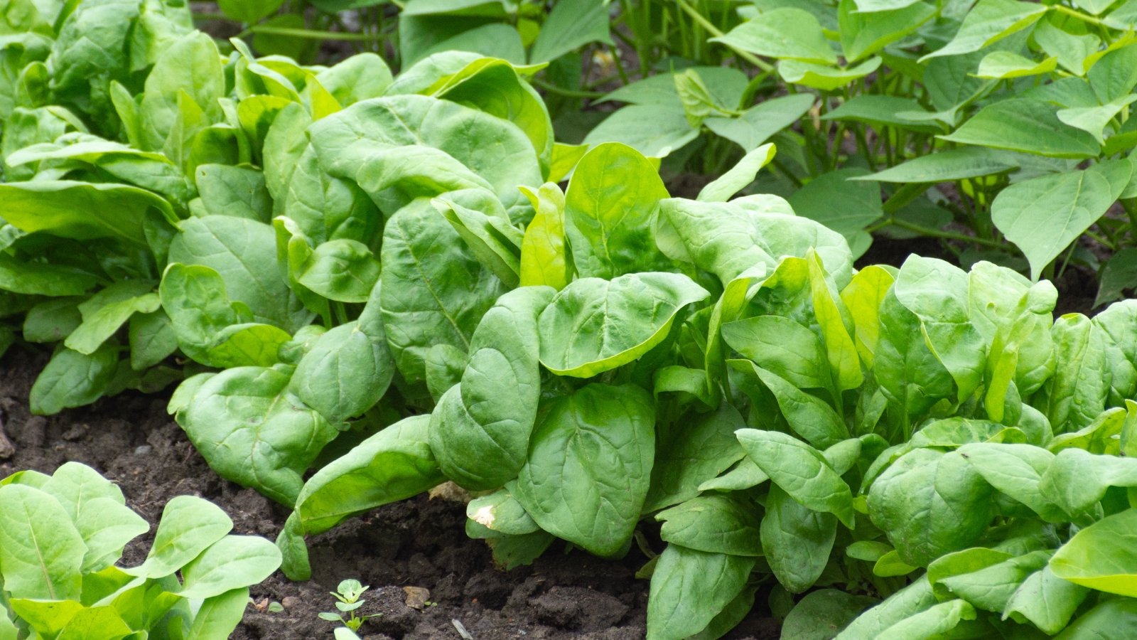 Clusters of smooth, dark green, oval-shaped leaves with slightly crinkled surfaces growing closely in the soil.