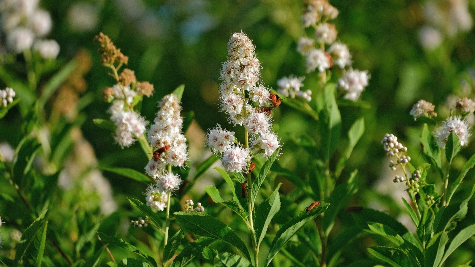 Slender green stems support narrow lance-shaped leaves and clusters of small, delicate white flowers in full bloom.