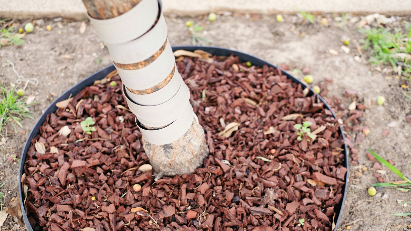 A spiral tree guard trunk protector wrap coils around the young tree trunk, against the dark mulched soil at its base.