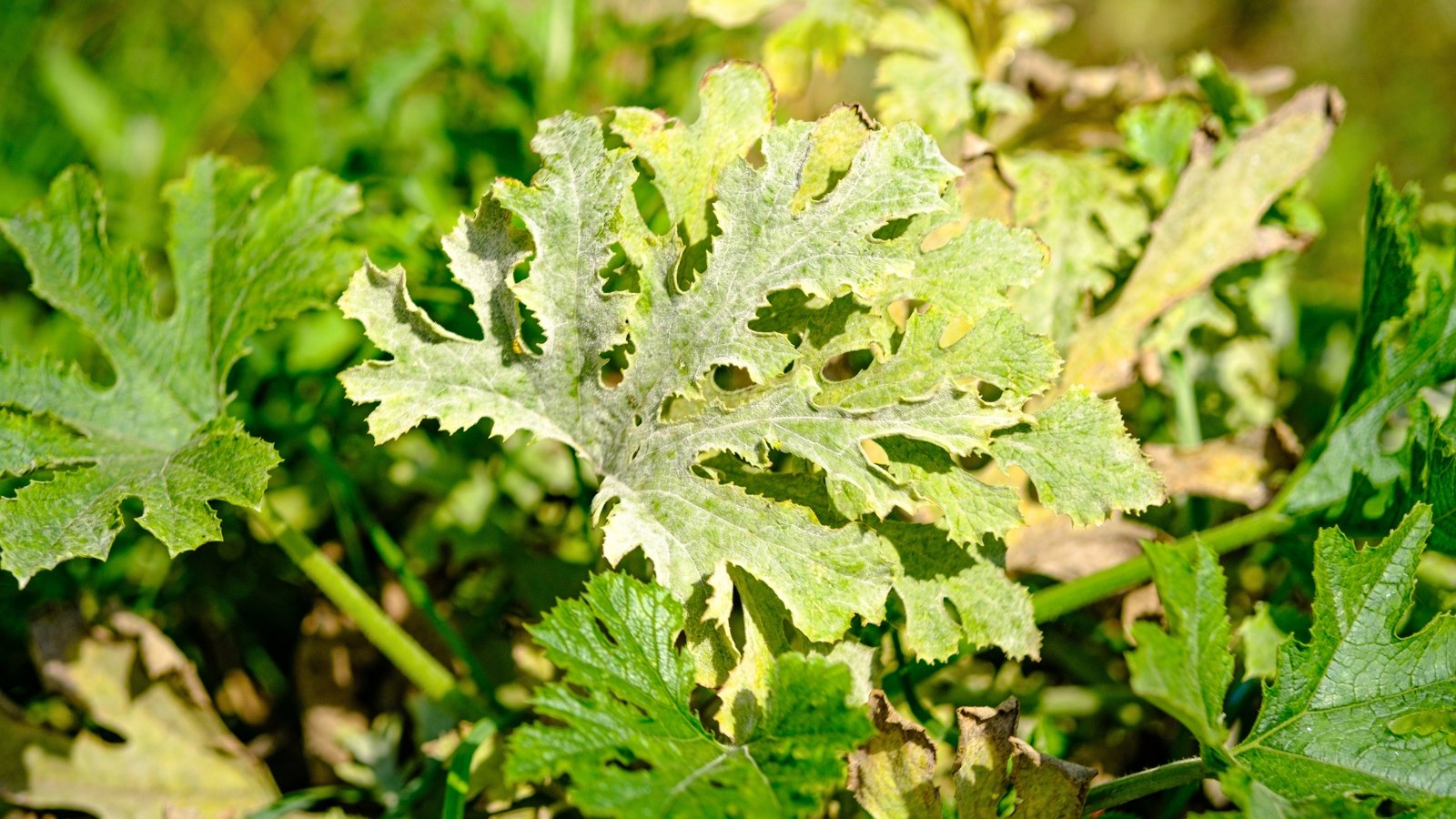 Wilting plant with broad, deeply lobed yellowing leaves coated in pale whitish patches and shriveled brown edges.