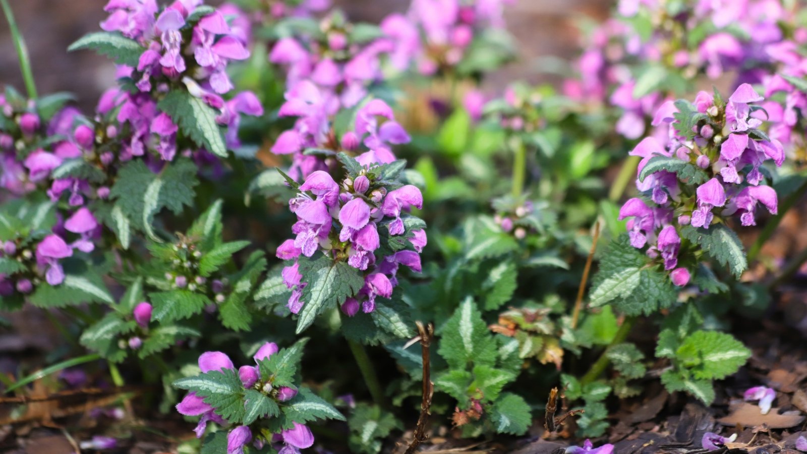 Upright, square stems support clusters of heart-shaped, green leaves with silver spots and serrated edges, while small, tubular pink to purple flowers bloom along the upper stems.