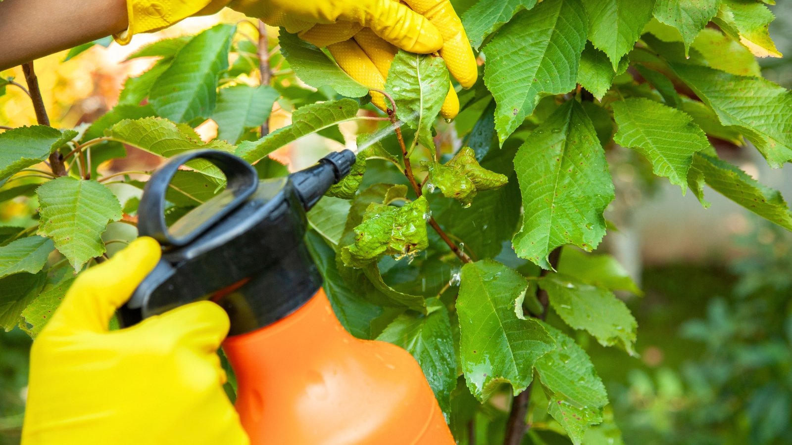 Close-up of gardener's hands in yellow gloves using an orange sprayer to apply soapy water on pest-infested leaves and branches.