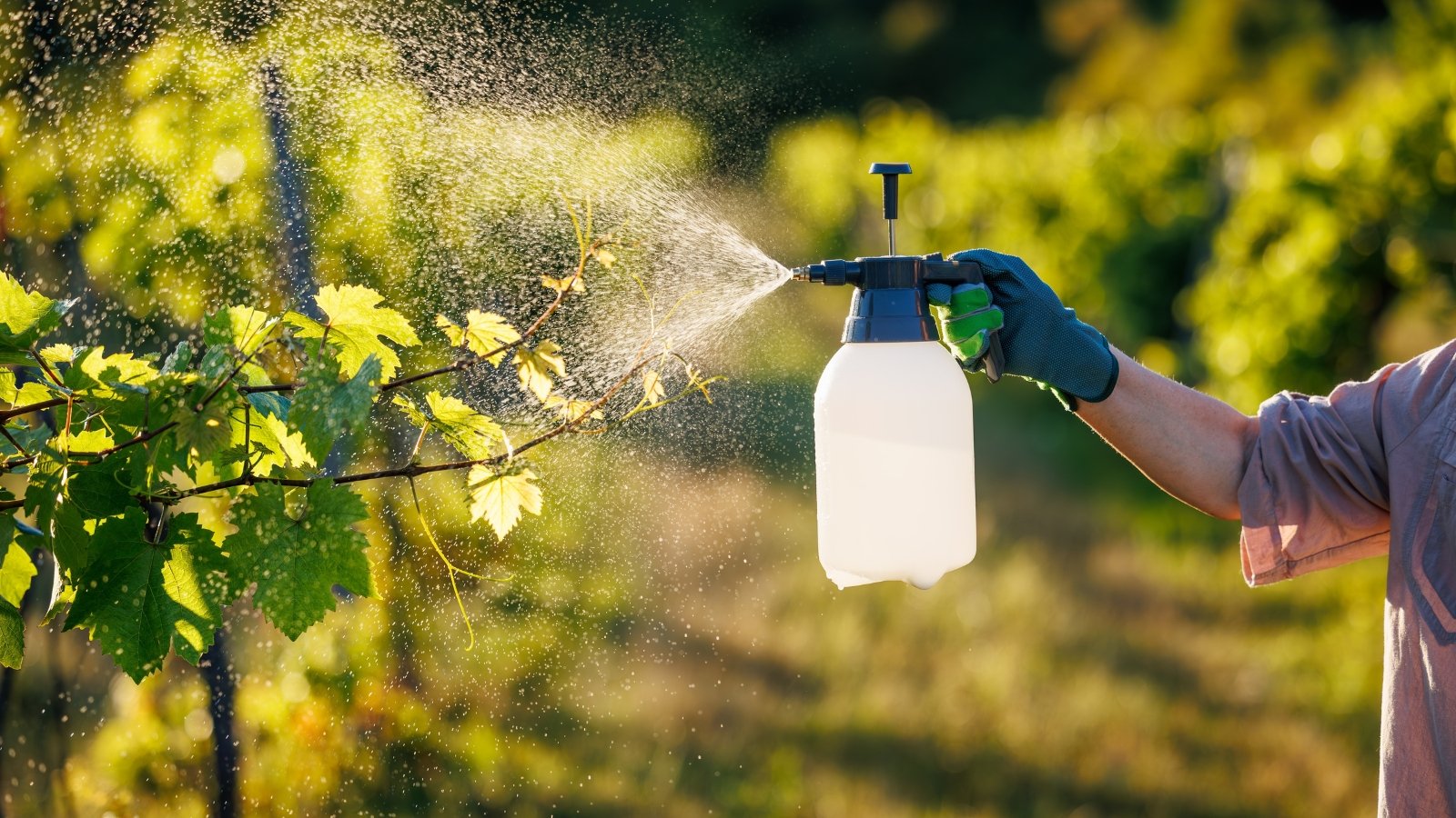 Gardener’s hand holding a sprayer, applying pesticides to green grapevine leaves in a sunny garden.