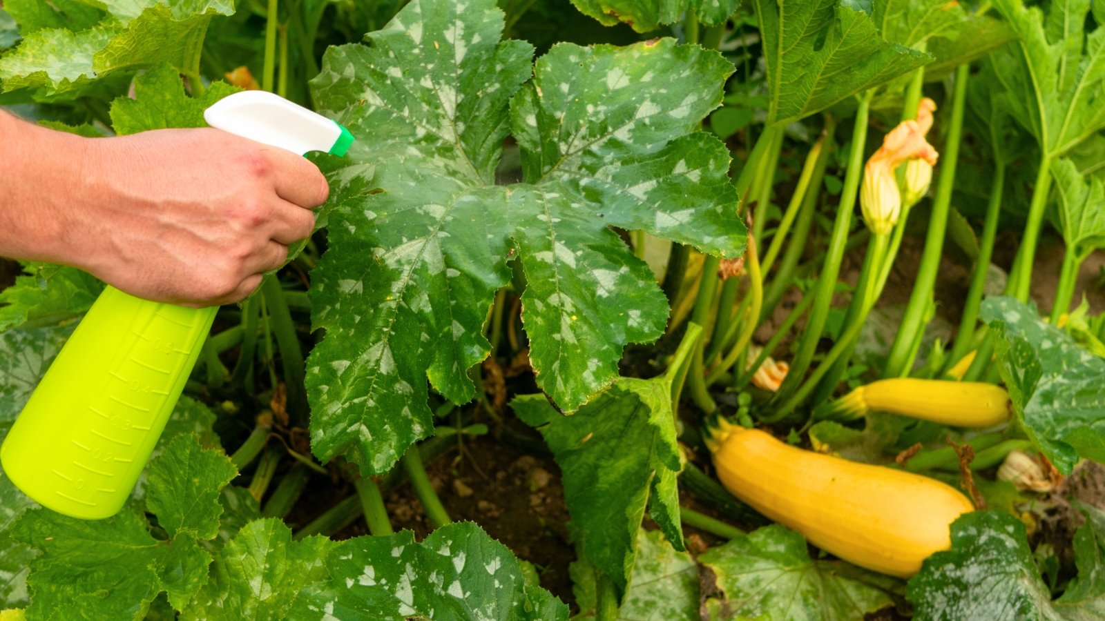 Gardener’s hand spraying antifungal on broad green leaves and yellow zucchini fruits in a garden bed to treat powdery mildew.