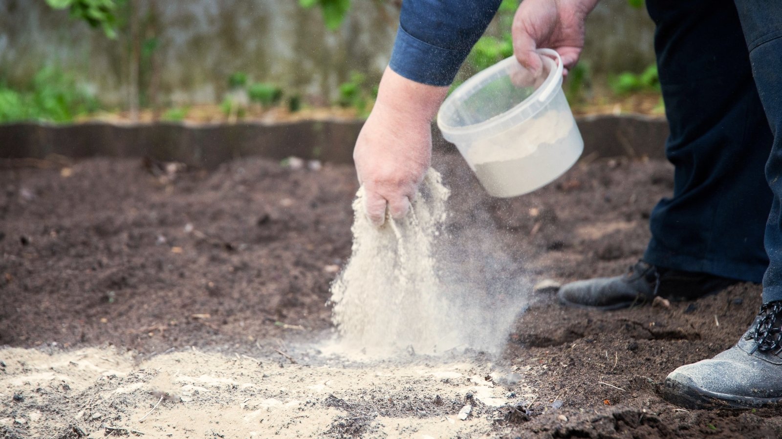 A male gardener spreads white powdery lime over the soil in the garden.