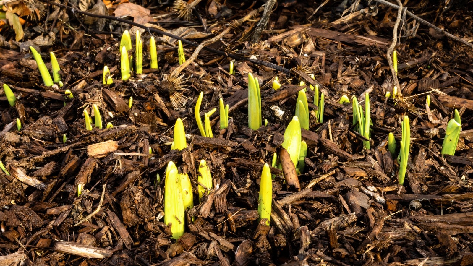 Bright green shoots of spring daffodils emerge through a layer of brown wood mulch, situated in a well lit area outdoors